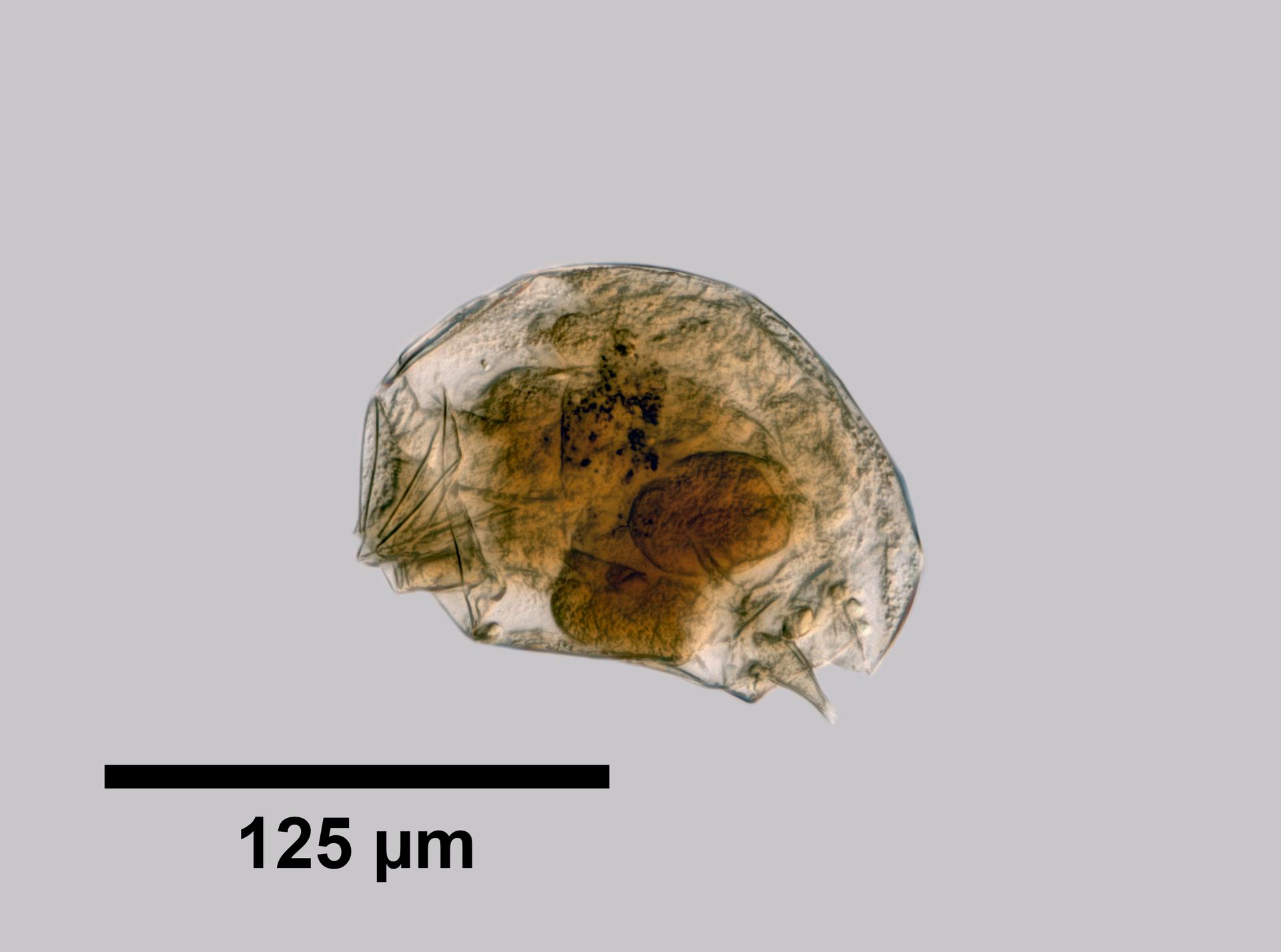 Cephalodella maior image
