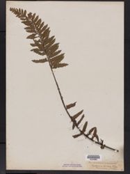 Asplenium pellucidum subsp. pellucidum image