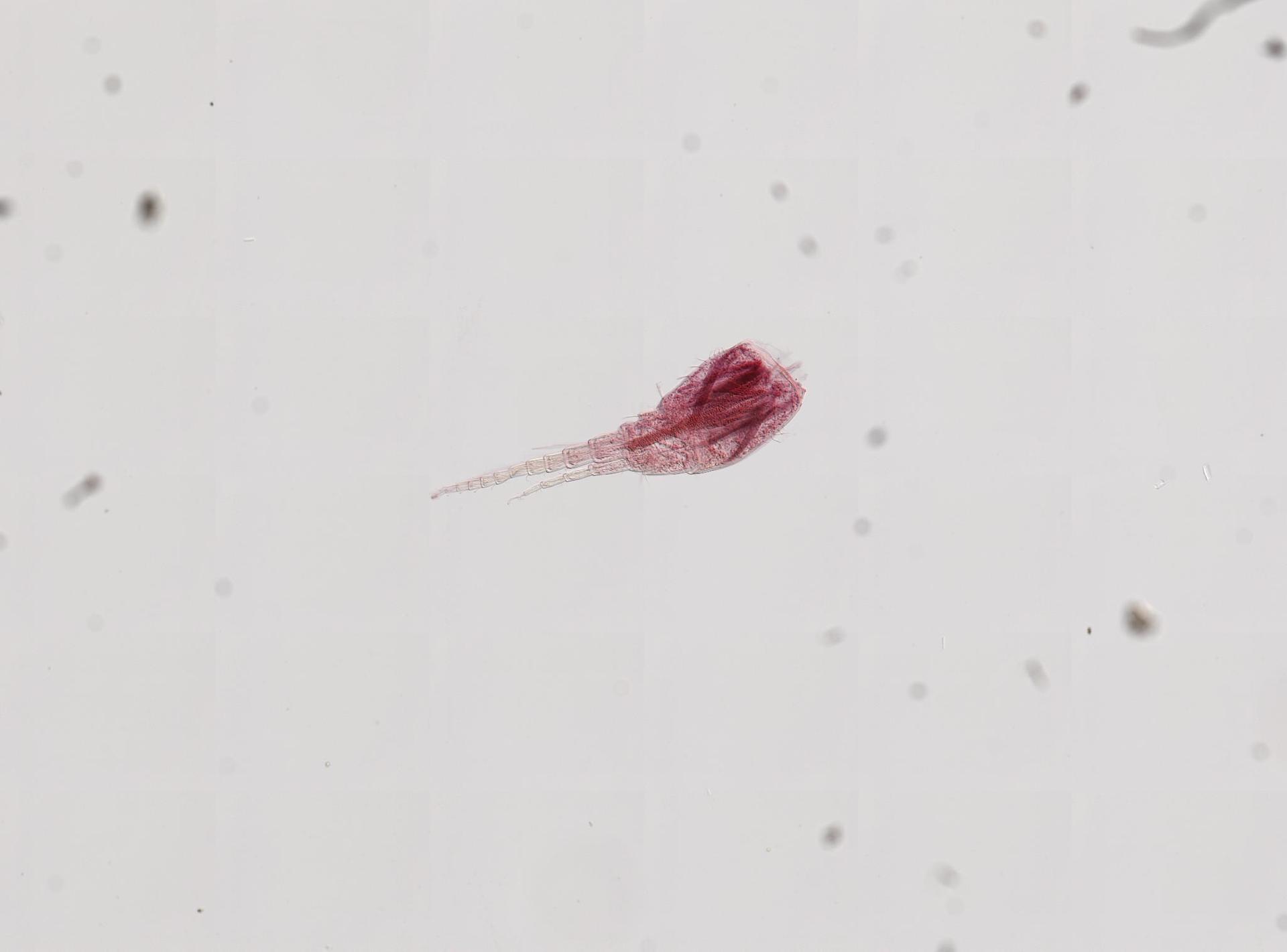 Lysianopsis alba image