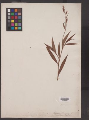 Polygonum persicaria image