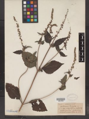 Ambrosia trifida f. integrifolia image