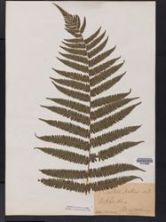 Amauropelta bergiana image