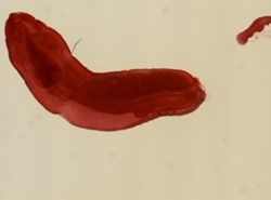 Amphiporus bioculatus image