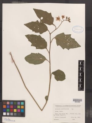 Image of Solanum carolinense