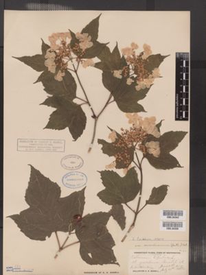 Viburnum opulus var. americanum image