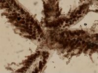 Amathia verticillata image