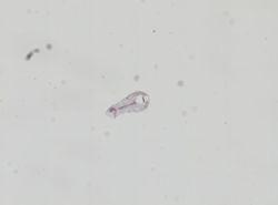 Hyalella azteca image