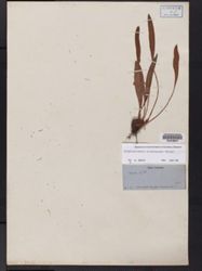 Image of Elaphoglossum chrysopogon