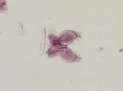 Stomatolepas elegans image