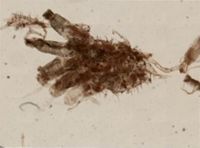 Flustrellidra spinifera image