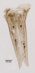 Mysis stenolepis image
