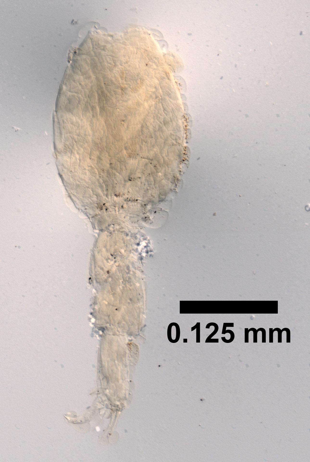 Leptochelia dubia image