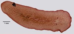 Gnesioceros sargassicola image