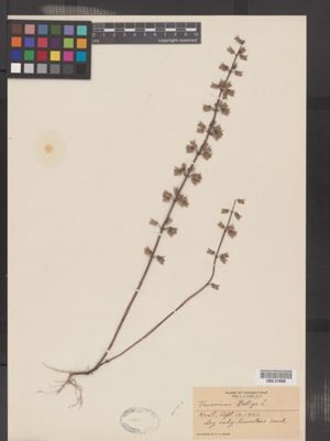Image of Teucrium botrys