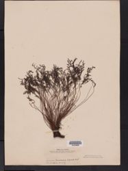 Elaphoglossum bifurcatum image
