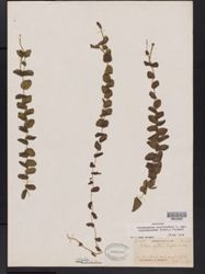 Potamogeton perfoliatus var. bupleuroides image