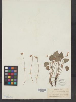 Image of Viola septentrionalis
