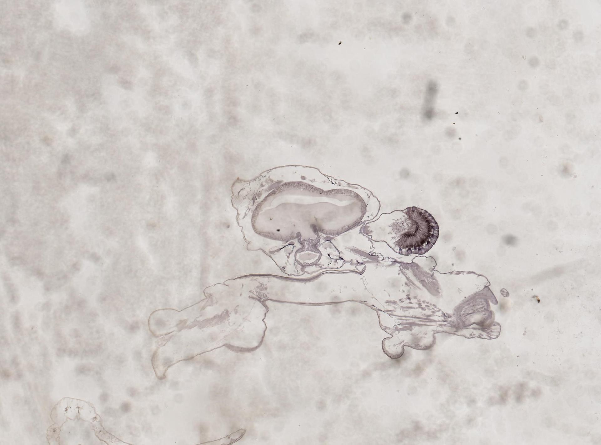 Artemiidae image