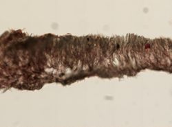 Hymeniacidon ungodon image