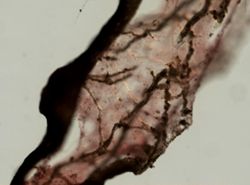 Carteriospongia foliascens image