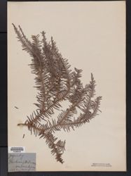 Sticherus umbraculifer image
