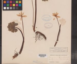 Image of Sanguinaria canadensis