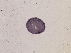 Baseodiscus delineatus image