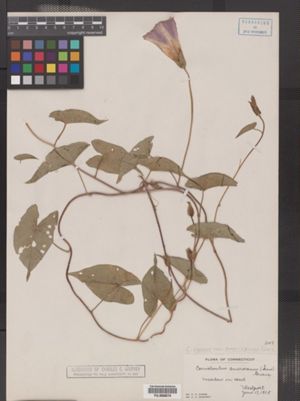 Calystegia sepium ssp. americana image
