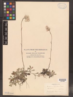 Antennaria howellii ssp. canadensis image