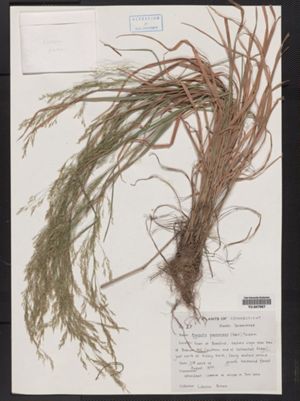 Agrostis perennans image