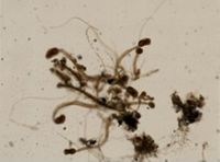 Barentsia gracilis image