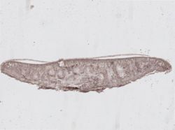 Dendrocoelum lacteum image