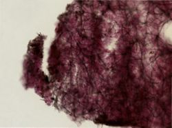 Ectyoplasia ferox image