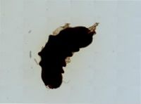 Eobania vermiculata image