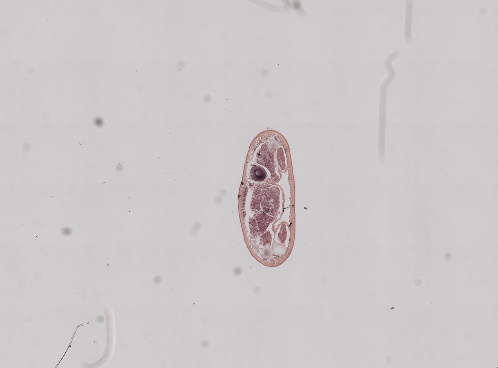 Amphiporus ochraceus image