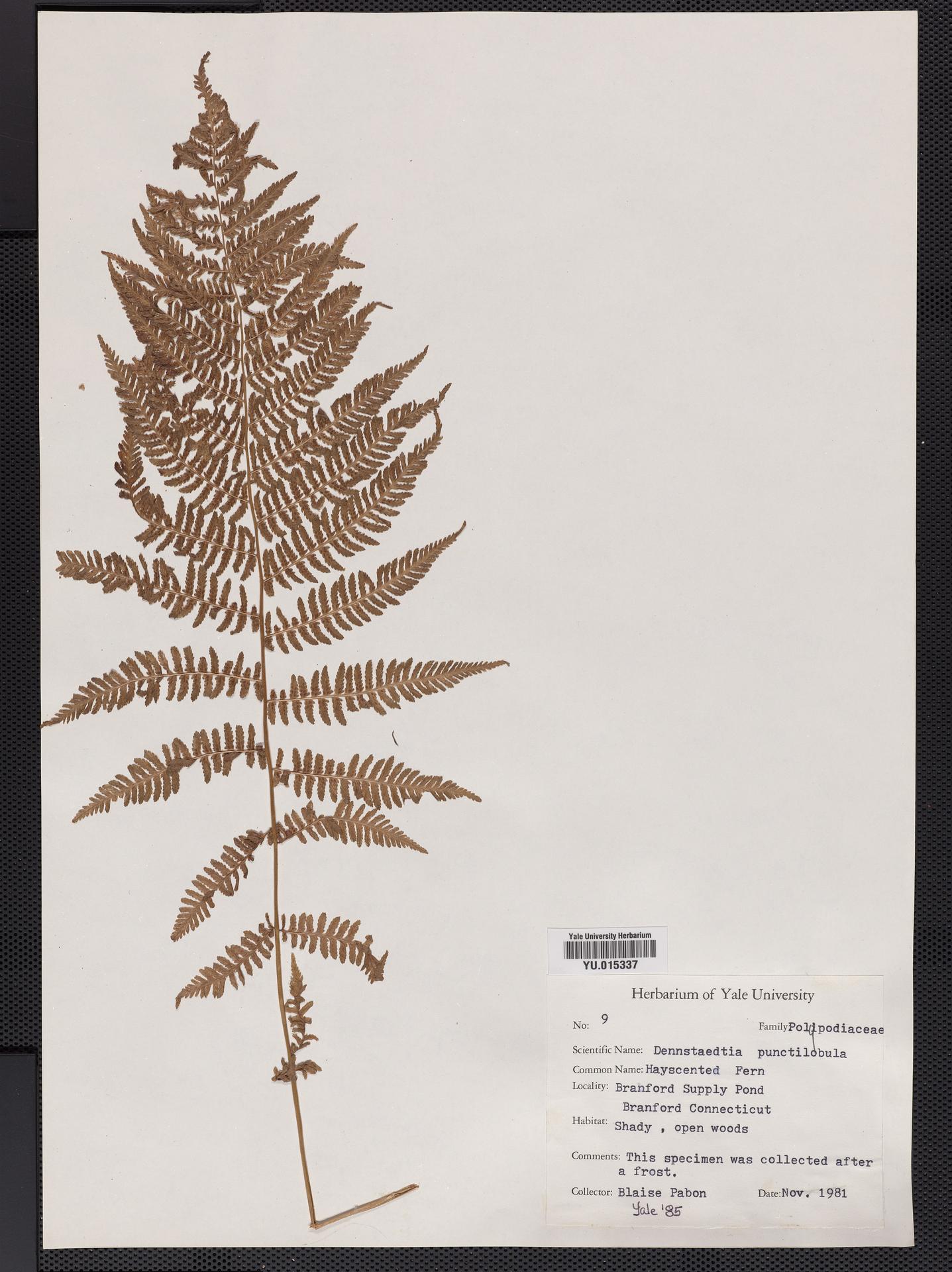 Dennstaedtiaceae image