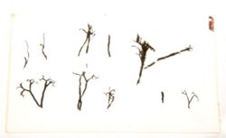 † Psilophyton crenulatum image