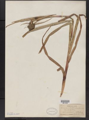 Scirpus rubrotinctus var. confertus image