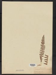 Woodsia elongata image