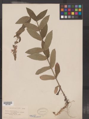 Stachys palustris image