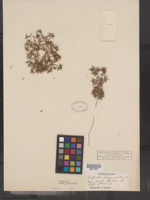 Chamaesyce polygonifolia image