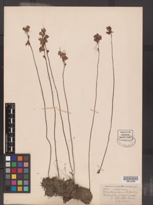 Image of Utricularia cornuta
