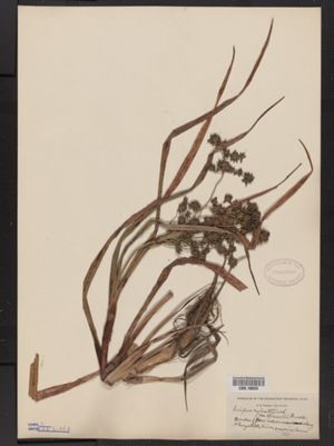 Scirpus sylvaticus var. bissellii image