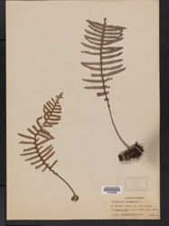 Pleopeltis squamata image