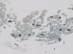 Dysidea variabilis image