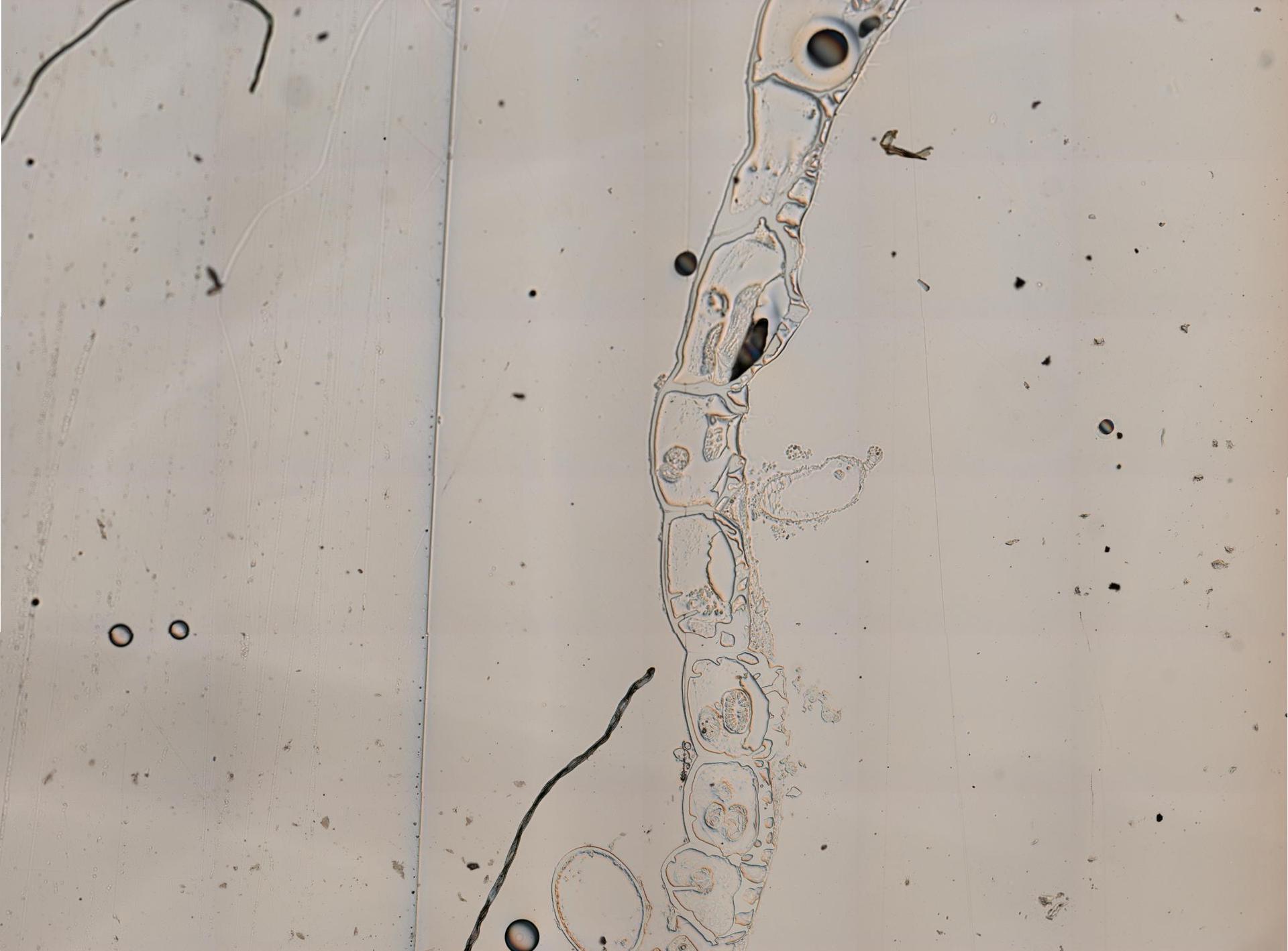 Schizoporella floridana image