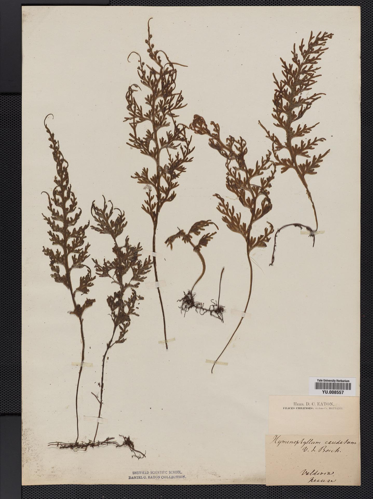 Hymenophyllum caudiculatum var. productum image