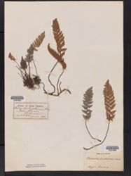 Myriopteris lindheimeri image