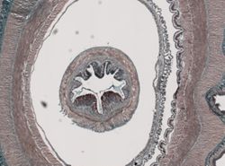 Cerebratulus lacteus image