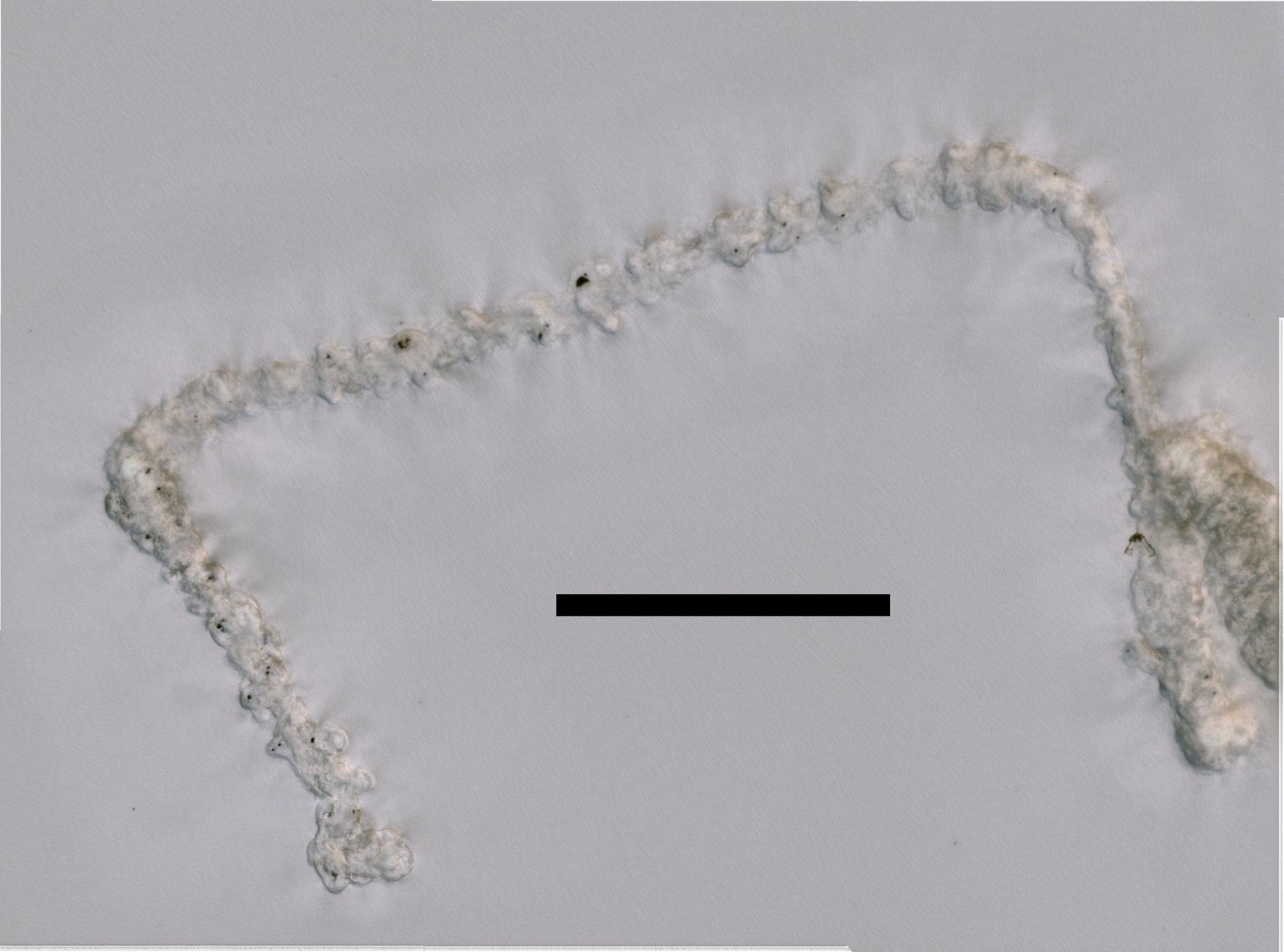Apolemiidae image